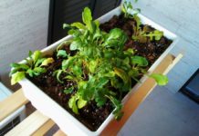 Cómo hacer un huerto urbano