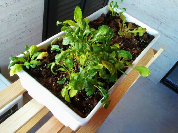 huerto en casa huerto en casa