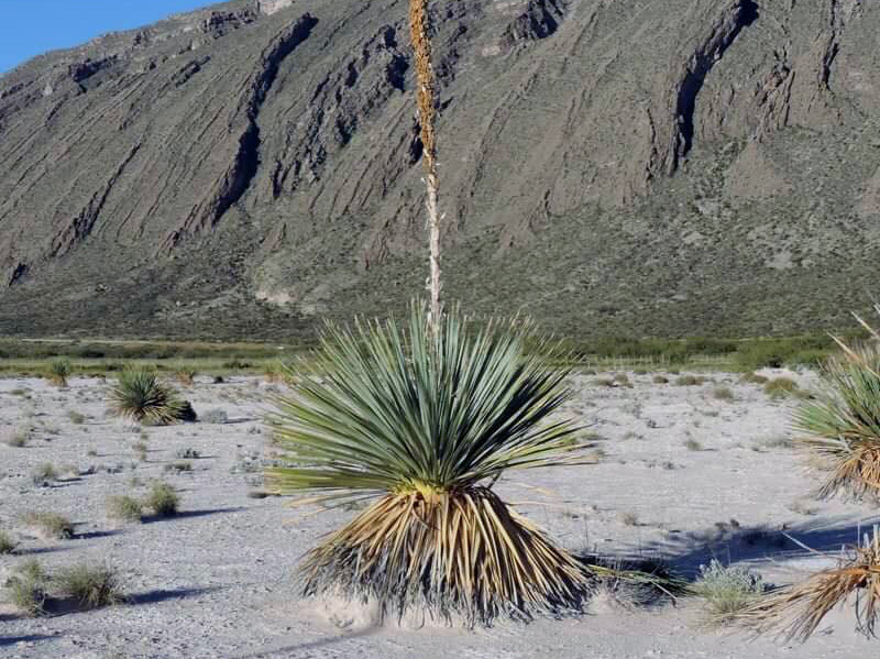 Sotol Chonteco