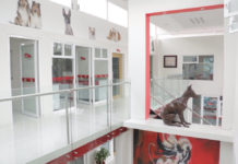 hospital veterinario gratuito