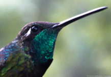 Tú puedes ayudar a proteger a los colibríes chilangos Hay dos especies de colibríes en la CDMX predominantes.