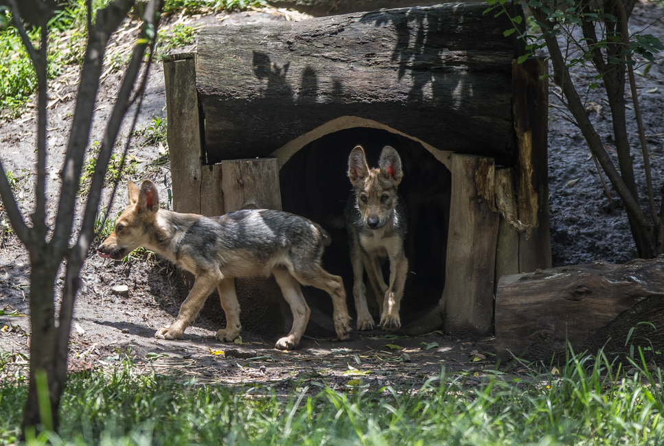Nacen ocho lobos gris en el zoológico de los Coyotes 