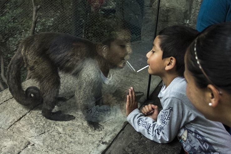 ¿Afecta calor a los animales de los zoológico ?