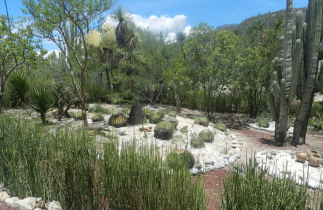 Tehuacán Cuicatlán is a World Heritage Site