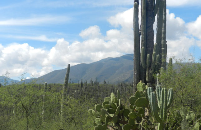 Tehuacán Cuicatlán is a World Heritage Site