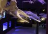 Fósiles de ballena y dientes de sable en esta exposición Exposición 150 años de Historia Natural en México