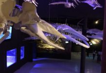 Fósiles de ballena y dientes de sable en esta exposición Exposición 150 años de Historia Natural en México