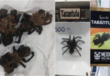 tarántulas en el mercado de san juan