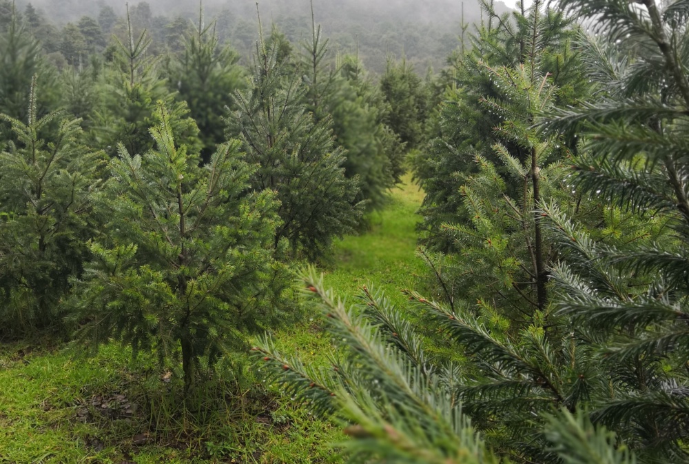 Bosque de los Árboles de Navidad en Amecameca