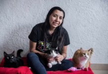 Gatos Pingos: un esfuerzo por ayudar a los felinos chilangos gatos pingos
