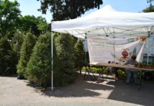 ¡Ni se te ocurra dejarlo en la calle! Una vez concluido el Guadalupe-Reyes, ya abrieron los primeros centros de acopio para árboles de Navidad