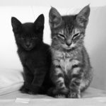 Gatitos contra la desigualdad