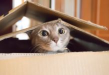 Ronronea de emoción: el Gato Fest 2019 ya está aquí Gato Fest 2019