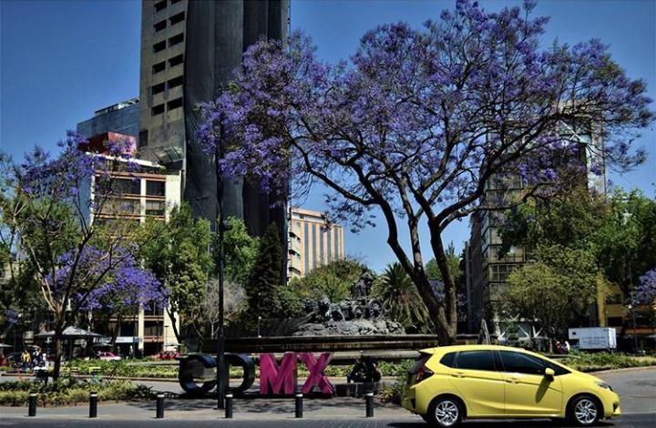 restaurantes para ver jacarandas en CDMX 