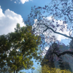 restaurantes para ver jacarandas en CDMX
