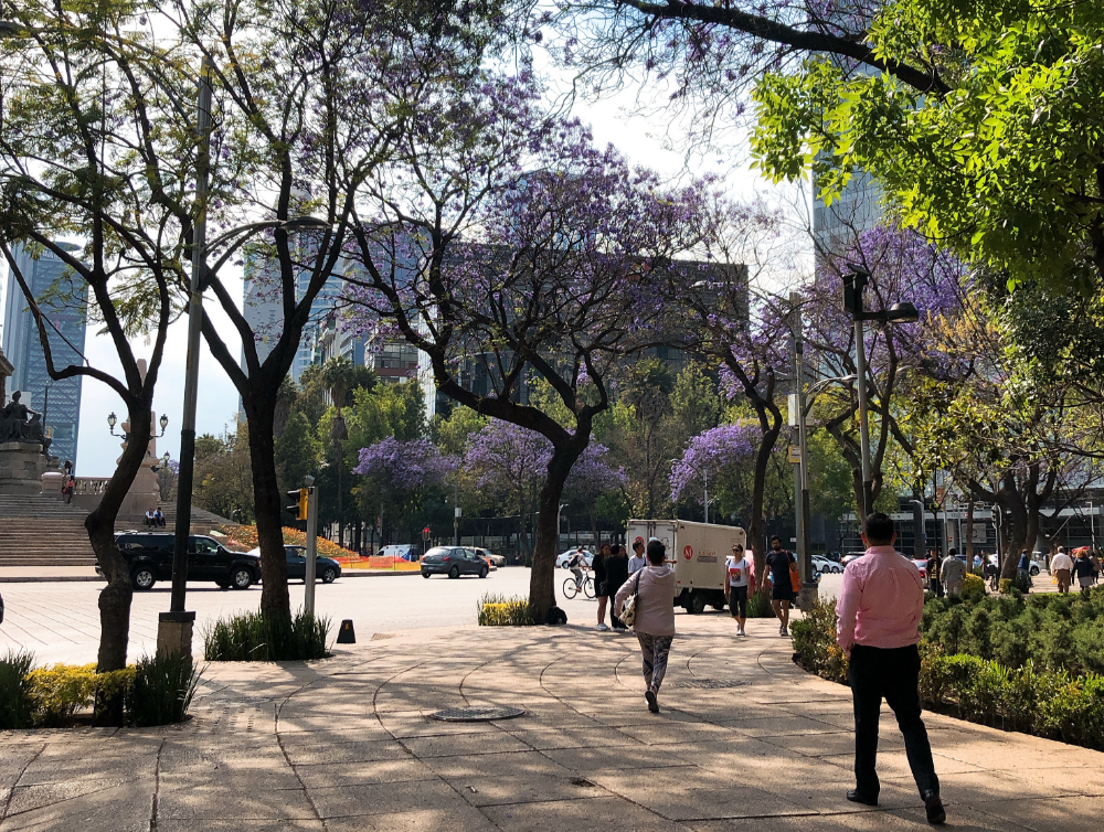 restaurantes para ver jacarandas en CDMX