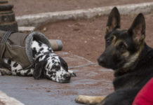 ¿Y dónde están los hospitales veterinarios de la CDMX? En el olvido hospitales veterinarios en la cdmx