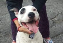 ¿Buscas una mascota? Corre a esta feria de adopciones 🐶🐱 feria de adopciones