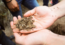 recolectar escamoles en Hidalgo