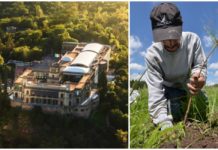 ¿Harto del calor y la contaminación? Regálale un árbol a Chapultepec regalar un árbol a chapultepec
