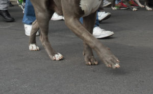 la-pitbull-golpeada-en-iztapalapa-esta-viva-y-busca-hogar