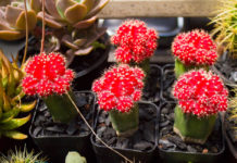 festival del jardín en octubre 2019