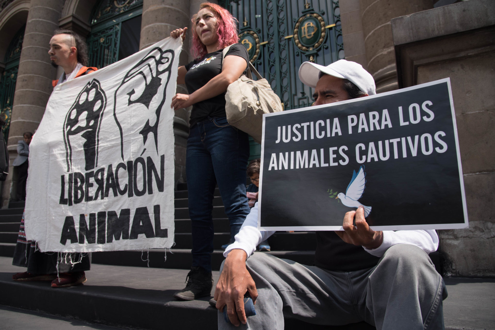 Chilango - Marcha por los animales en CDMX: ¿cuándo es y cuál es la ruta?