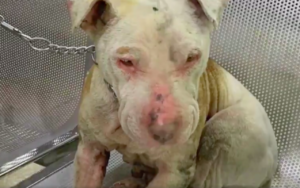 por-primera-vez-en-cdmx-sujeto-va-a-prision-preventiva-por-maltrato-animal