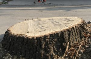 habra-mas-tala-de-arboles-en-xoco-por-la-torre-mitikah