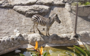 muere-cebra-del-zoologico-de-san-juan-de-aragon