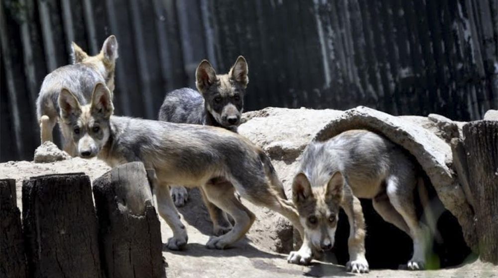 Se registra robo en el zoológico de Aragón