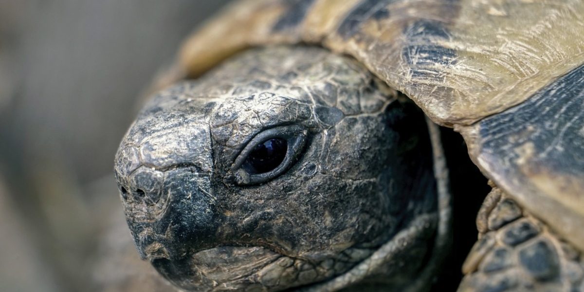chilango Rescatan a 15 mil animales exóticos en Iztapalapa