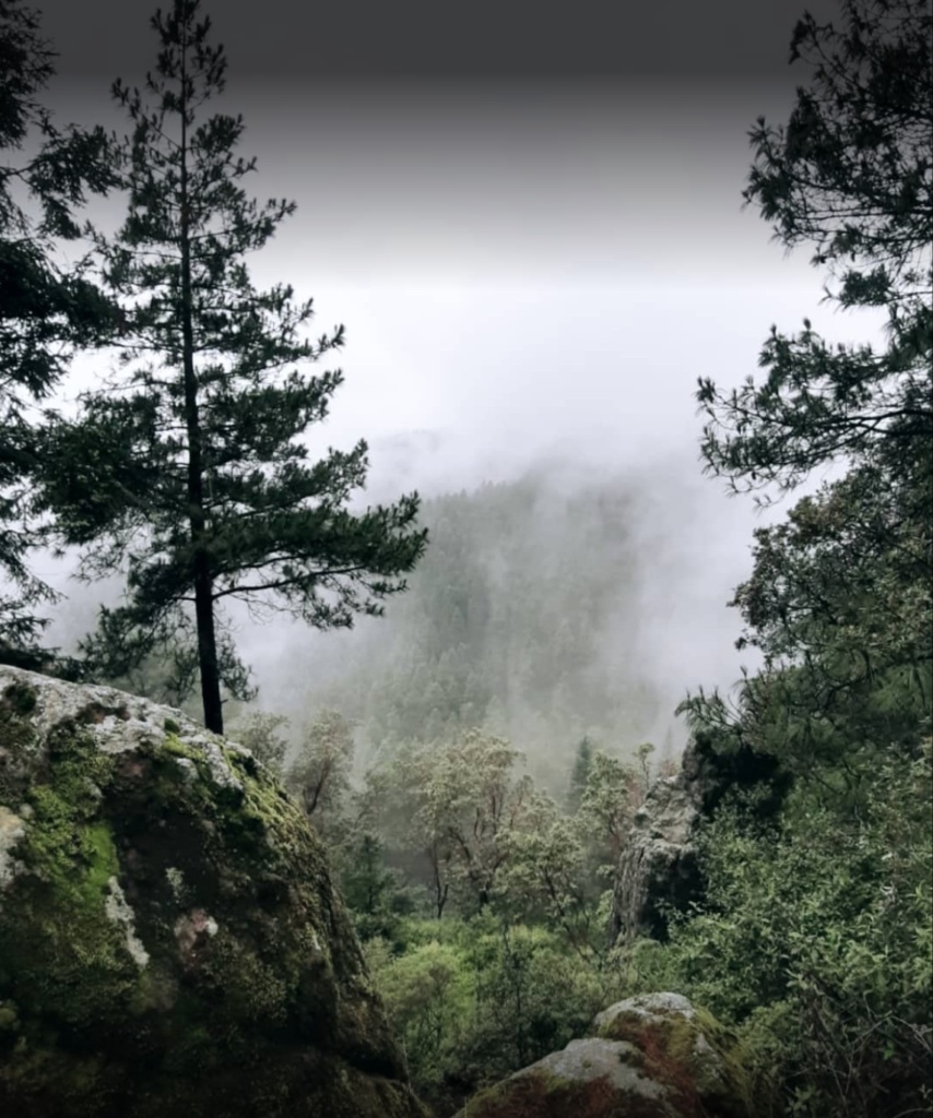 bosques en la CDMX