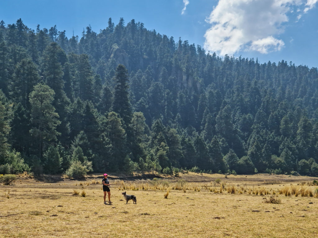 restaurantes en el bosque en CDMX