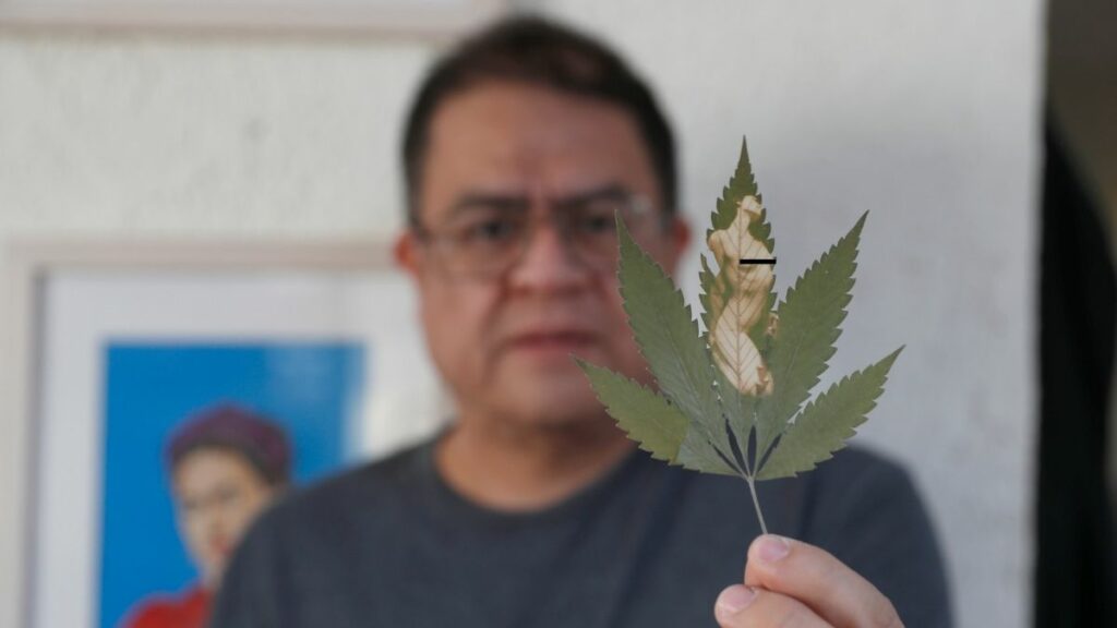 4/20: El arte de unir cannabis y clorotipia del fotógrafo David Morales.