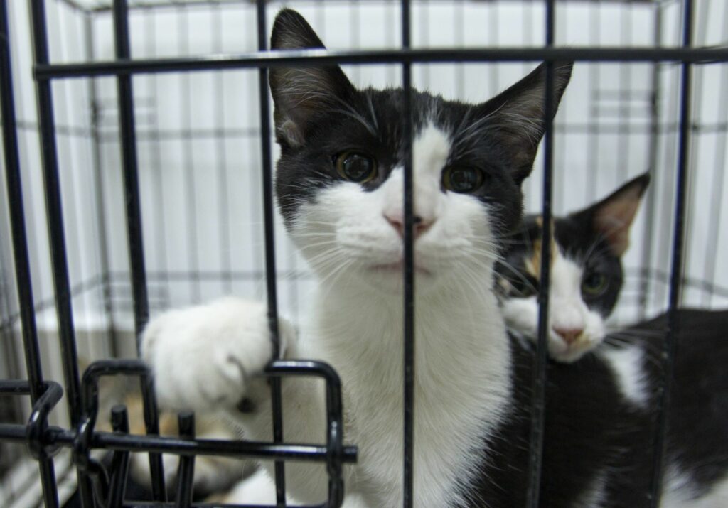 come gatos en Azcapotzalco