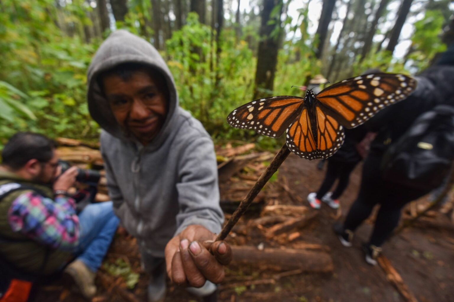 chilango 5 lugares para ver mariposas monarca cerquitita de CDMX