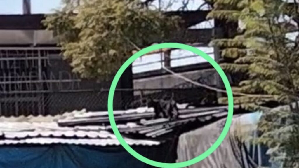 pantera en el metro tacuba