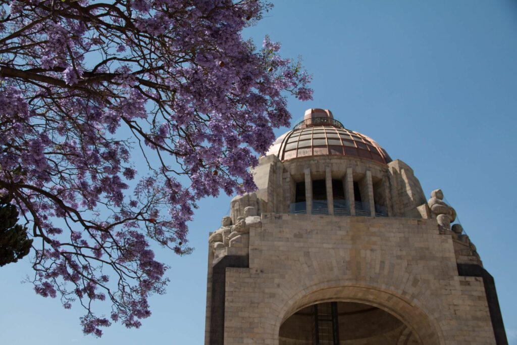 Jacarandas en CDMX