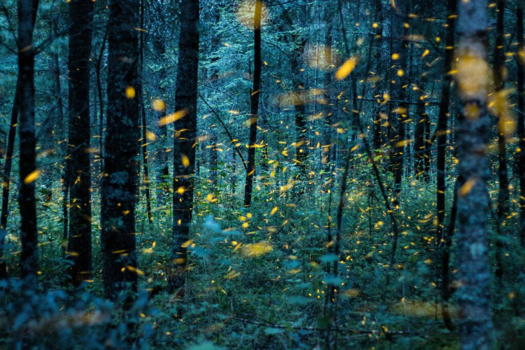 Festival de luciérnagas 