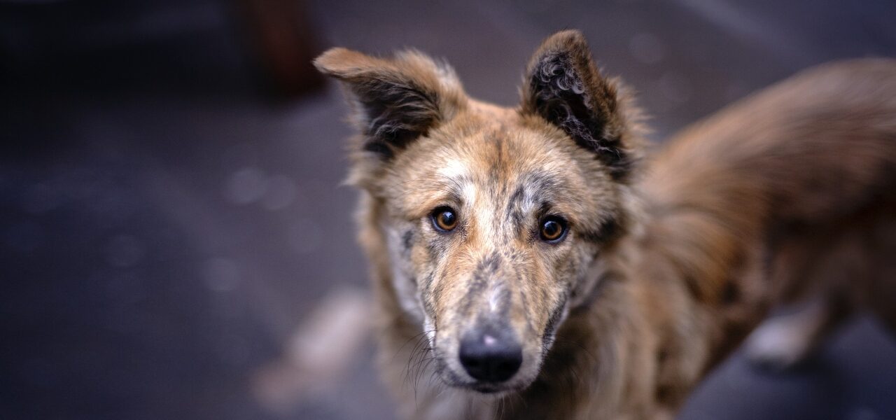 perro callejero croqueton musical