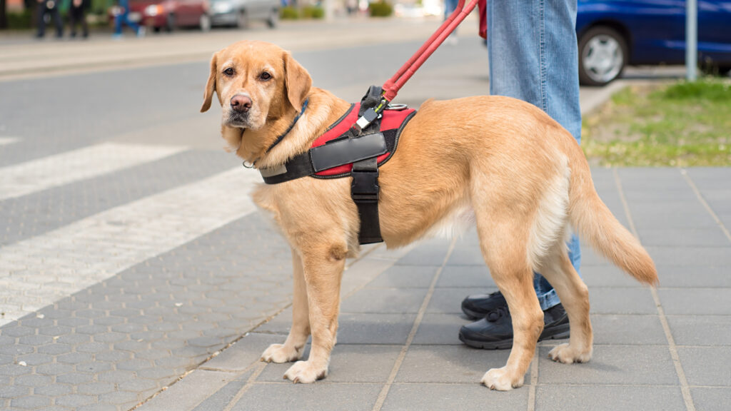 perro guía