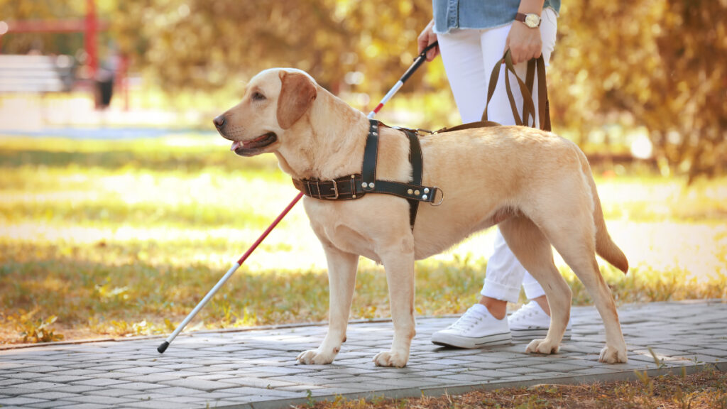 perros guía