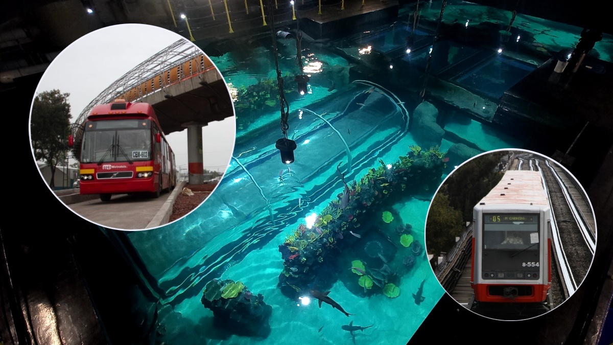 Chilango - Acuario Michin vs Acuario Inbursa: diferencias de precios y ...