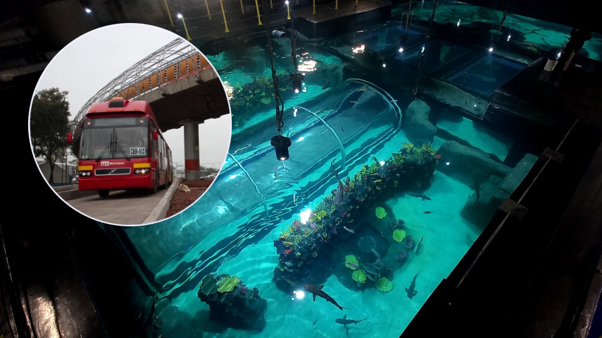 Chilango - Acuario Michin CDMX celebra el Día del Niño: checa actividades