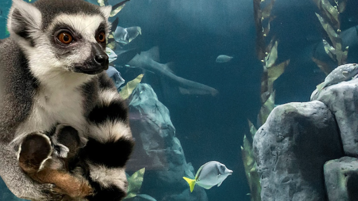 Chilango - Acuario Michin CDMX tiene más integrantes: nacen bebés lémur