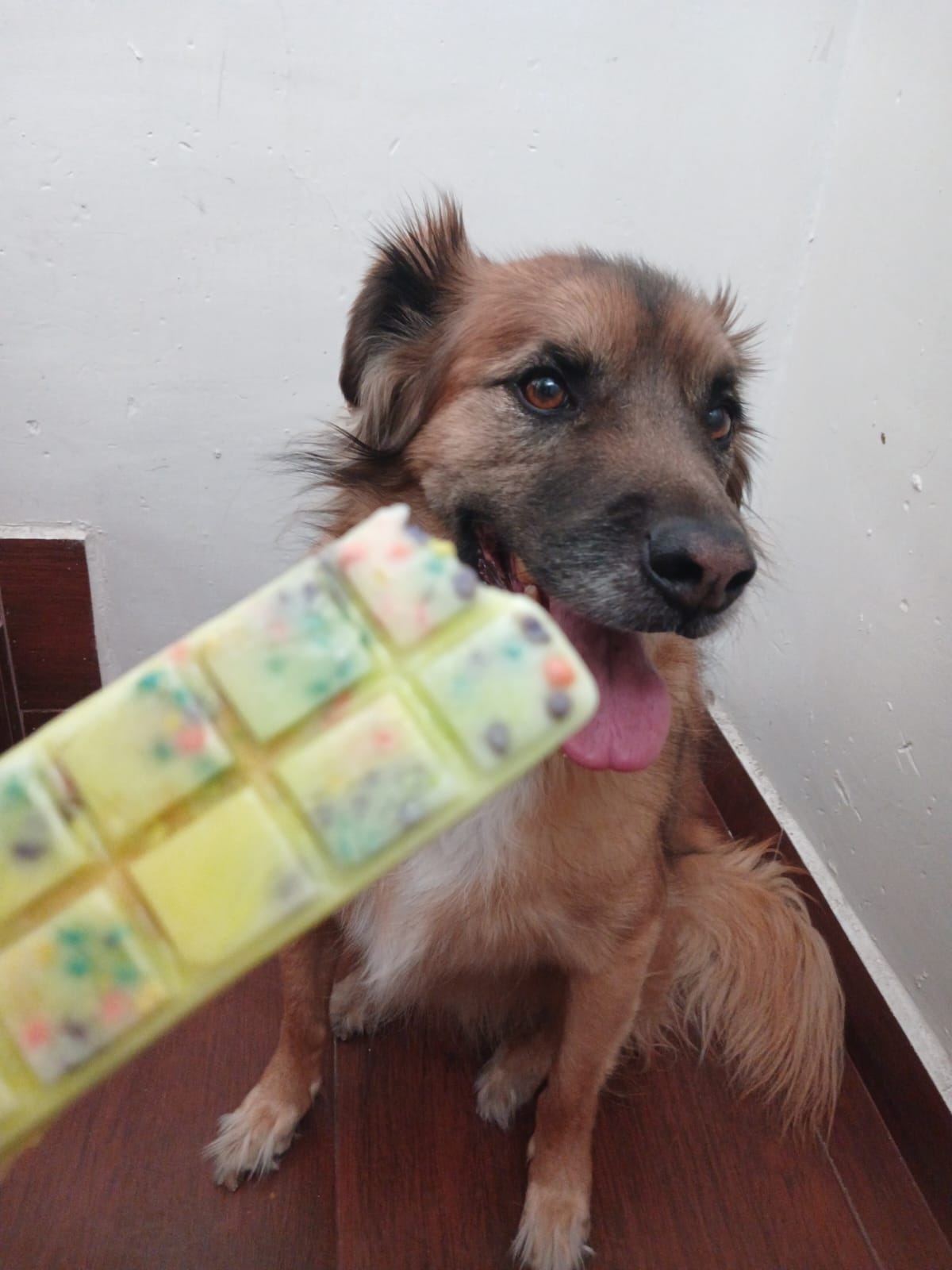 Perro Rol Chilango - ¿Dónde comprar helado para perros en CDMX?