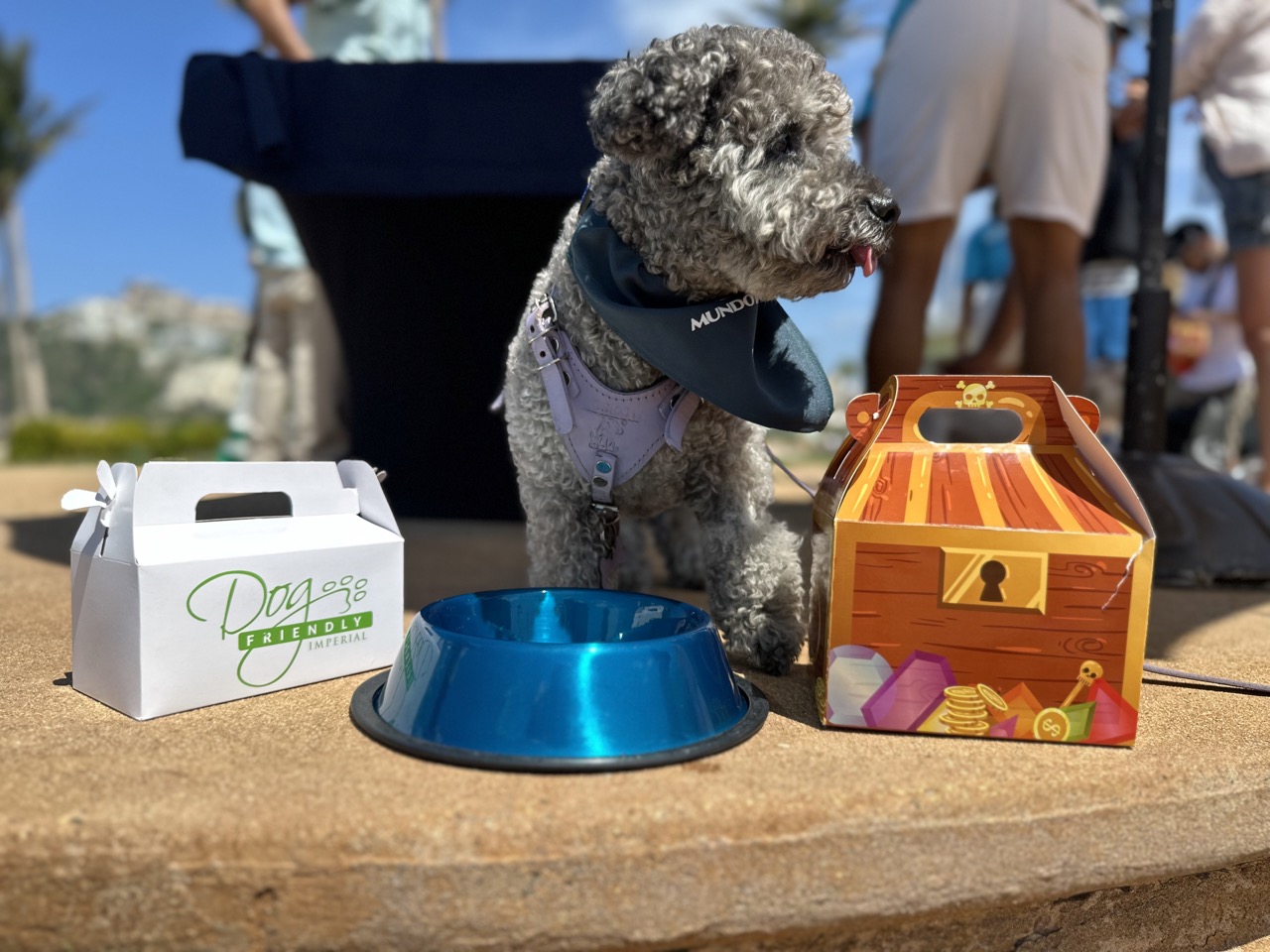 Chilango ¿Vacaciones en Acapulco con tu perrito? Este hotel es pet