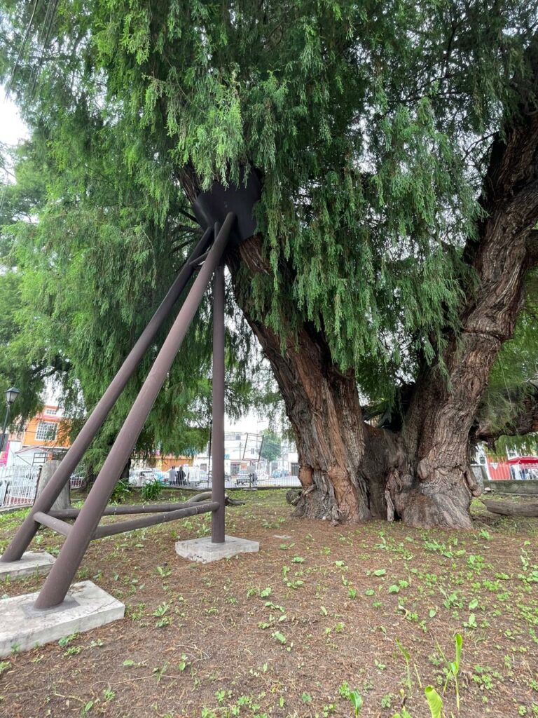 Árbol Sabino Ahuhuete de Xochimilco