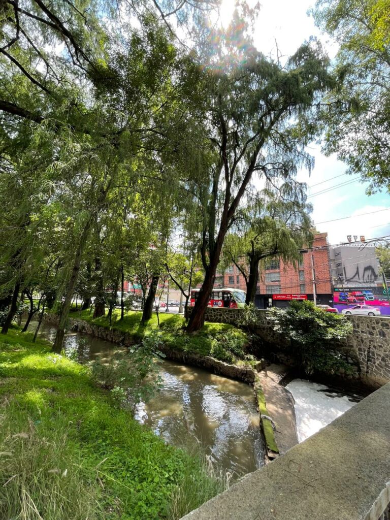 Árboles patrimoniales de CDMX